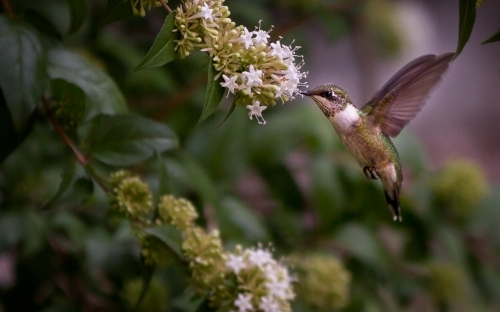 A hummingbird hard at work.